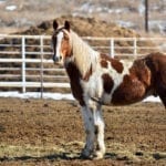 Great Escape Mustang Sanctuary
