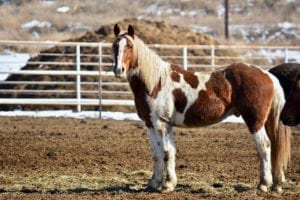 Great Escape Mustang Sanctuary