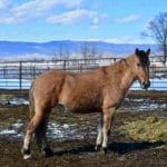 Great Escape Mustang Sanctuary
