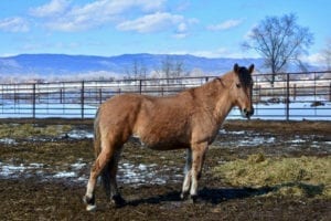 Great Escape Mustang Sanctuary