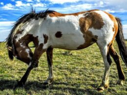 Great Escape Mustang Sanctuary Deer Trail Colorado