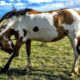 Great Escape Mustang Sanctuary Deer Trail Colorado