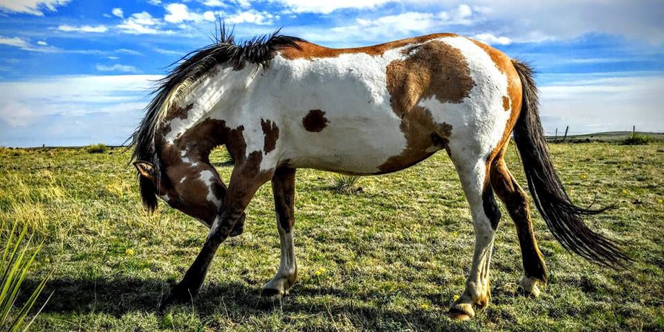 Great Escape Mustang Sanctuary Deer Trail Colorado