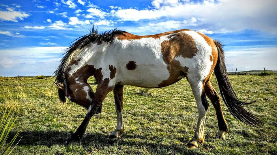 Great Escape Mustang Sanctuary