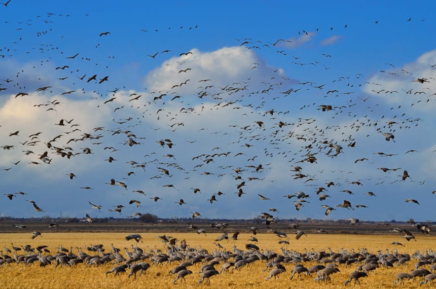 Monte Vista National Wildlife Refuge Sandhill Cranes Vortex