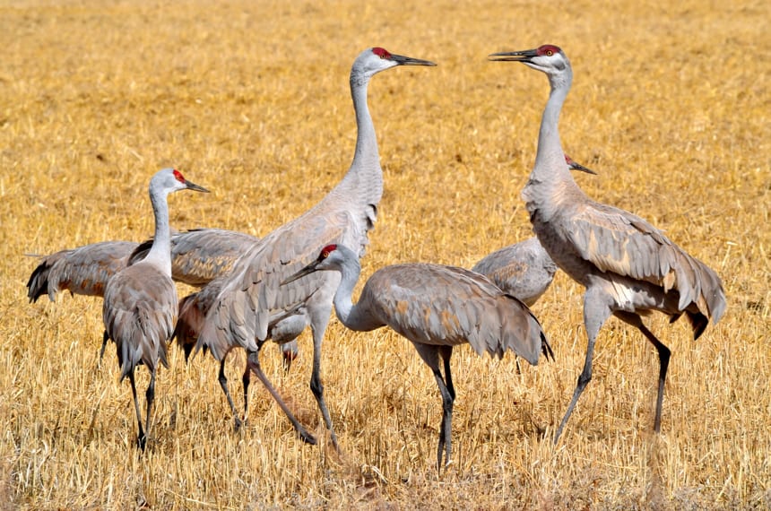 Monte Vista National Wildlife Refuge Sandhill Cranes