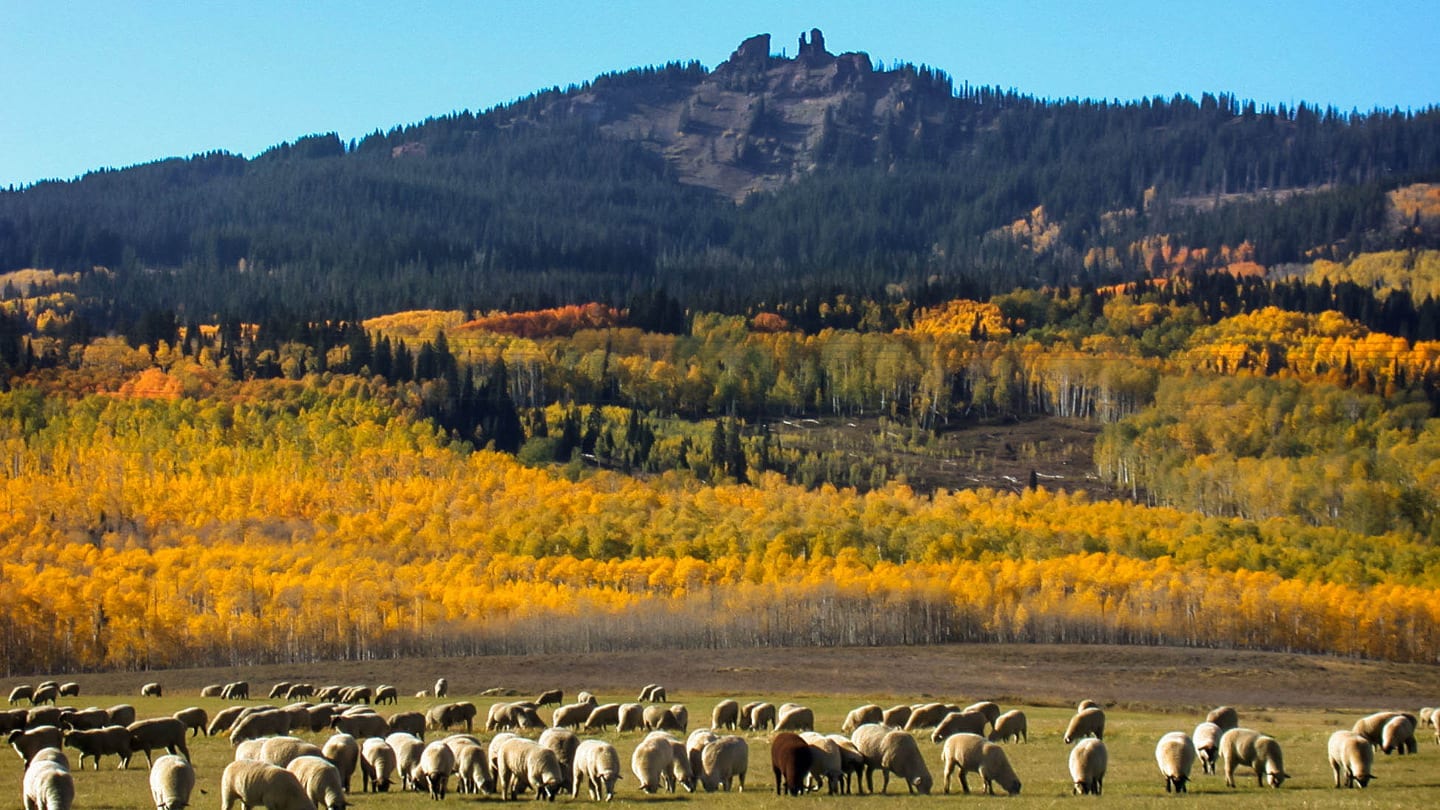 Rabbit Ears Pass Colorado Autumn