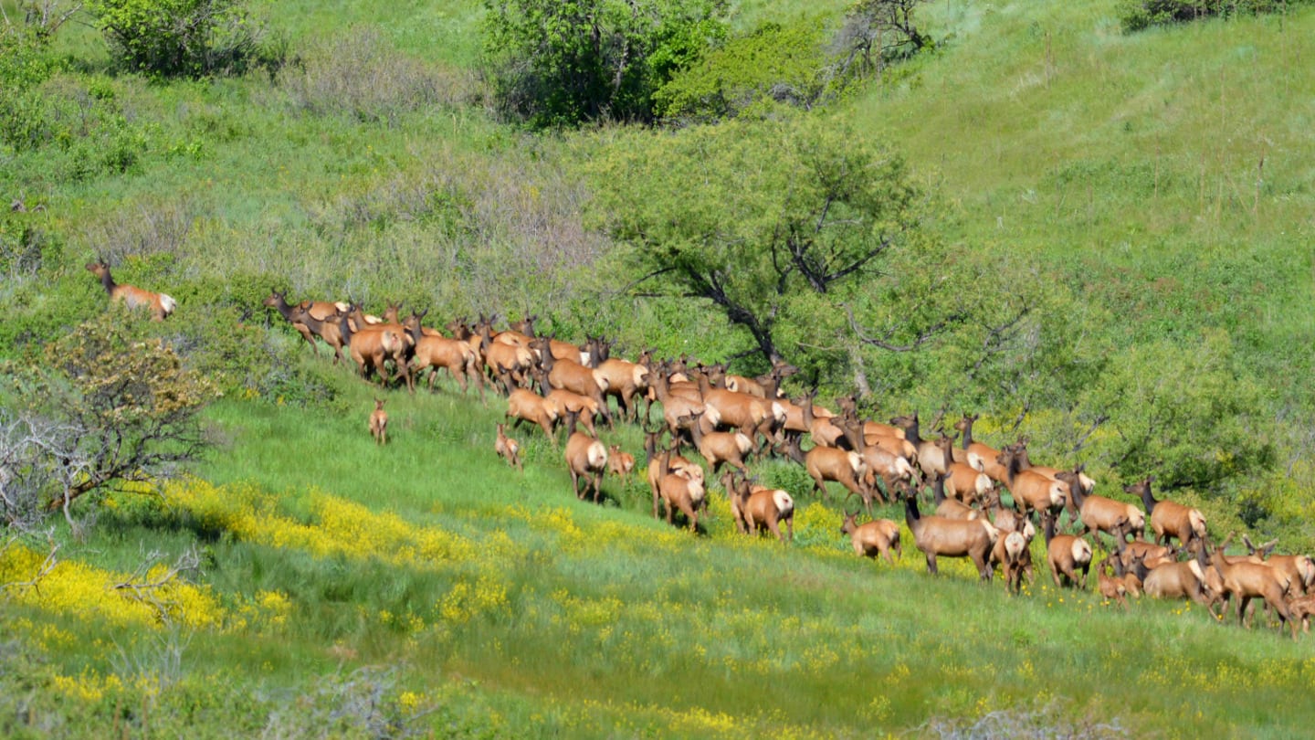 Rocky Flats National Wildlife Refuge Golden Elk Herd