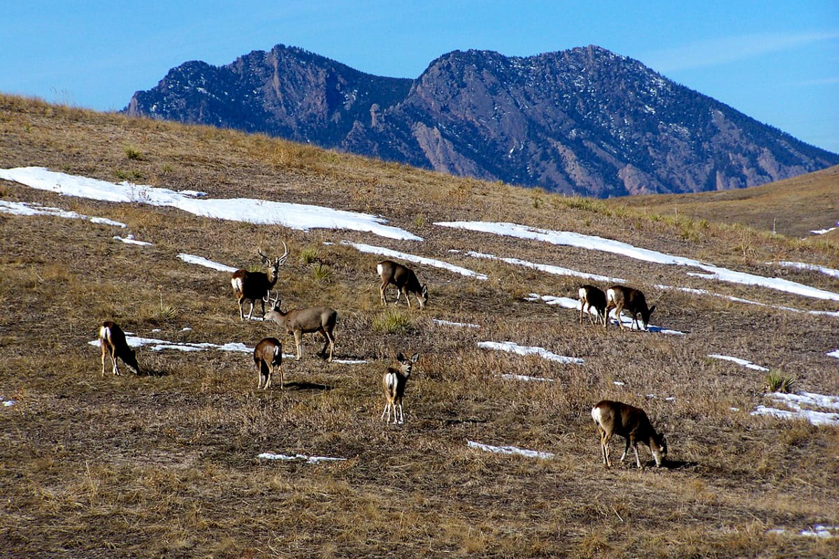 Rocky Flats National Wildlife Refuge Golden Deer Flatirons