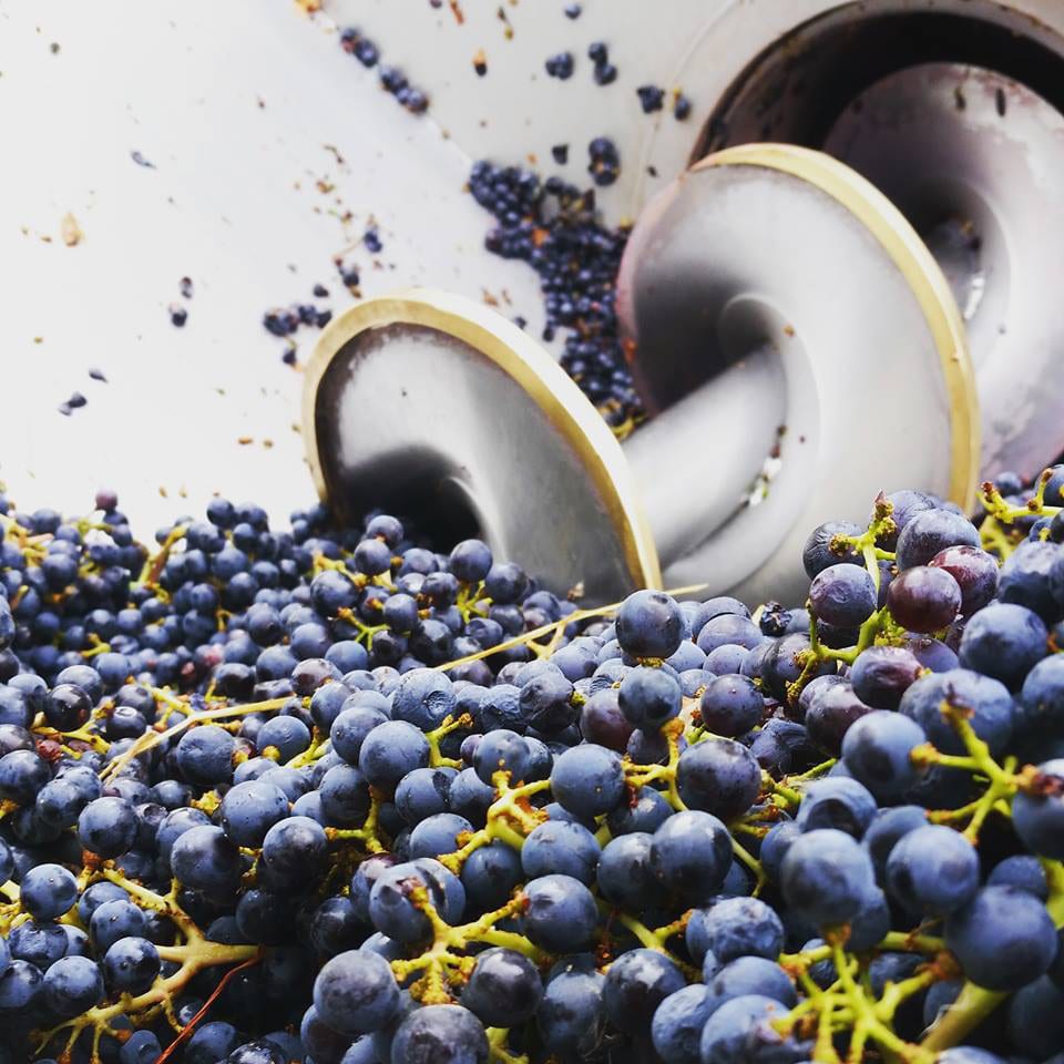St Kathryn Cellars Grapes Colorado