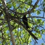Two Ponds National Wildlife Refuge Tree Bird