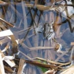 Two Ponds National Wildlife Refuge