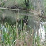 Two Ponds National Wildlife Refuge Bird