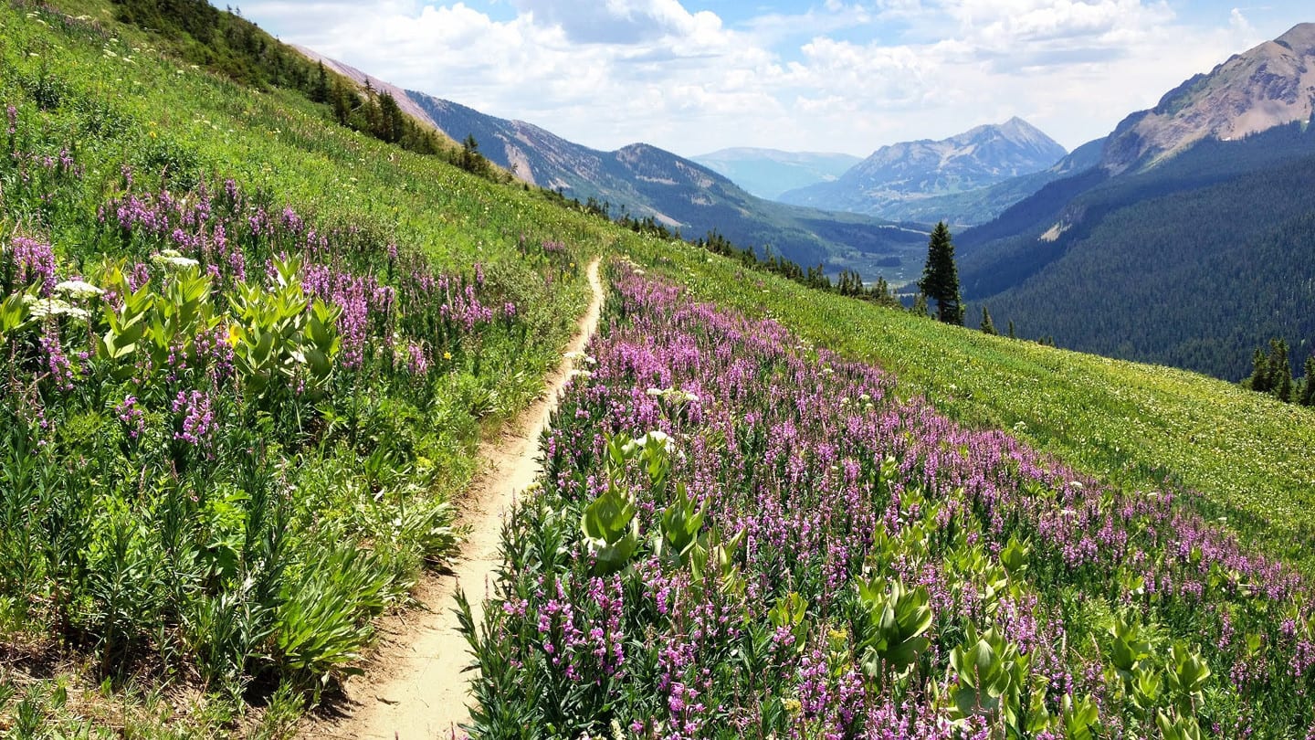 401 Trail Wildflowers Crested Butte Colorado