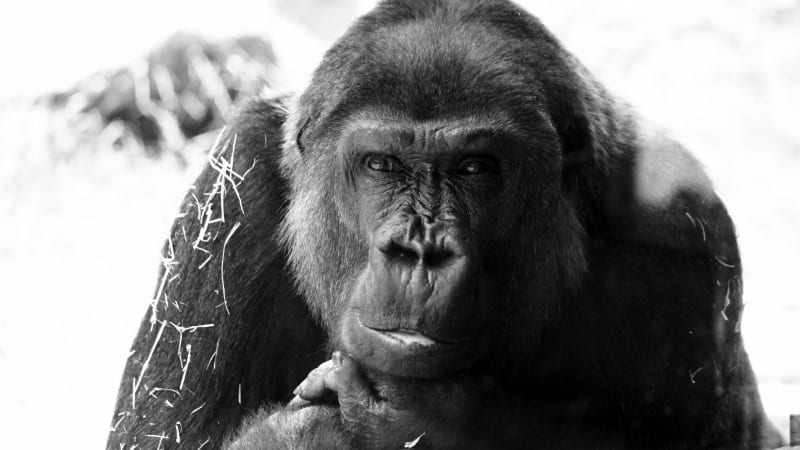 Cheyenne Mountain Zoo Gorilla