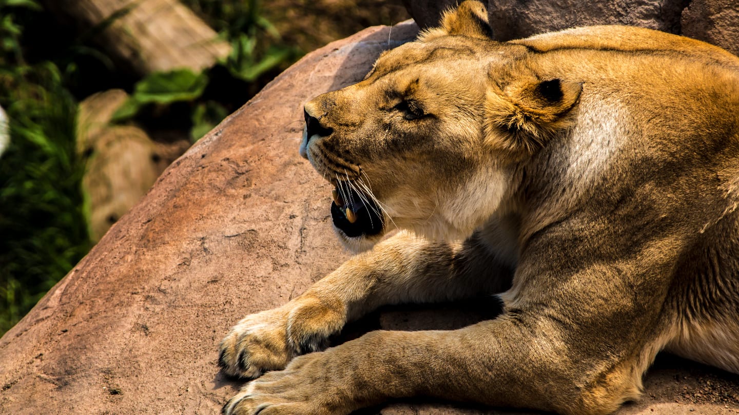 Cheyenne Mountain Zoo Lion