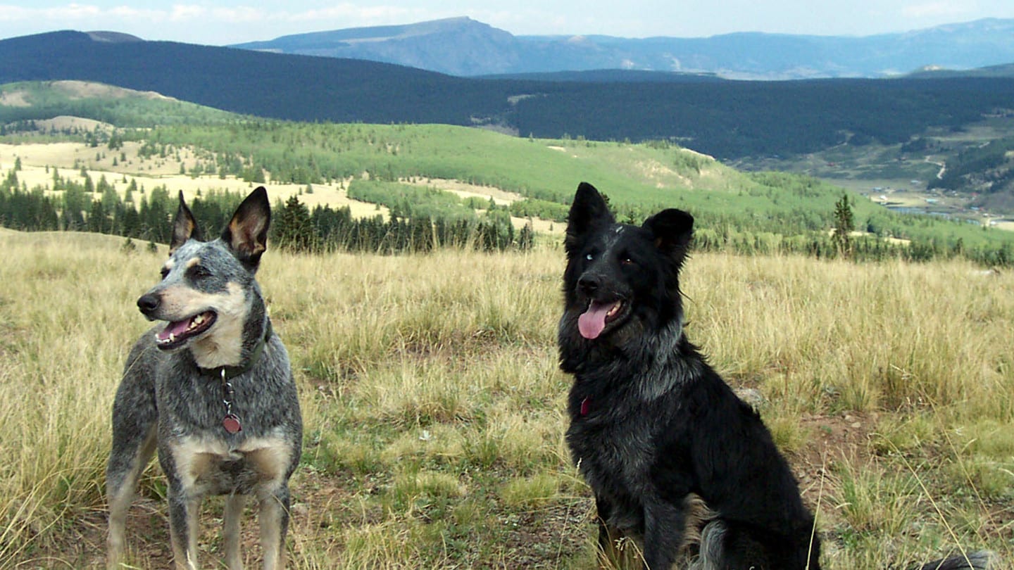 Colorado Dogs Mountain