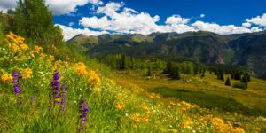 Colorado Wildflowers San Juan Mountains