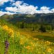 Colorado Wildflowers San Juan Mountains