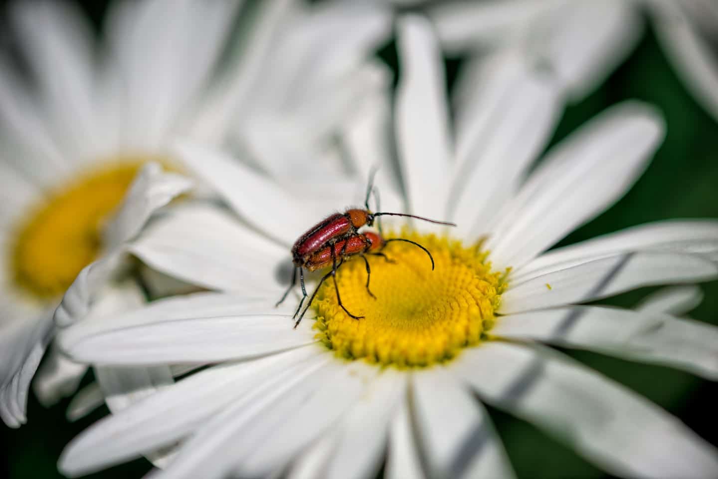 Denver Botanic Gardens Flower Bug Love