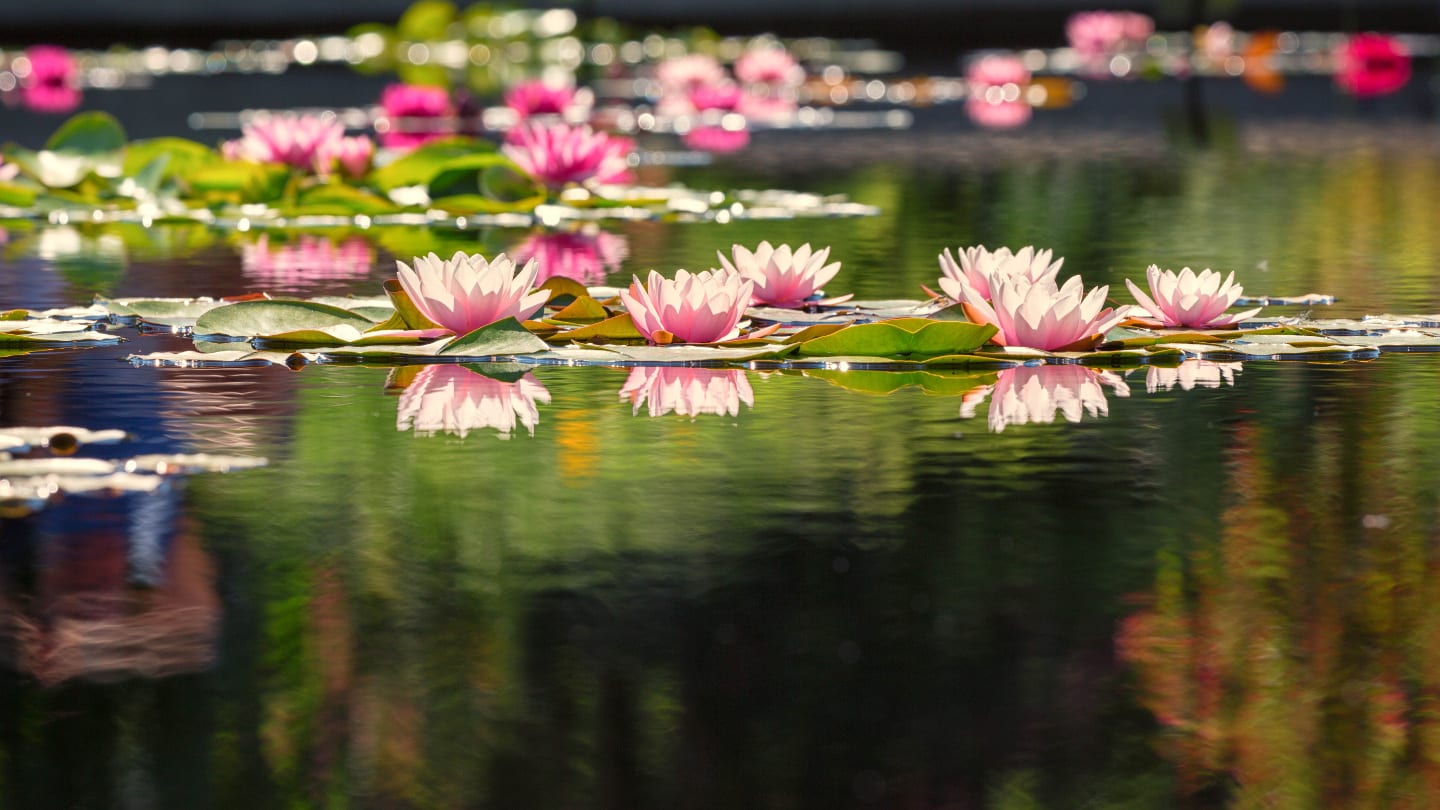 Denver Botanic Gardens Water Lilies