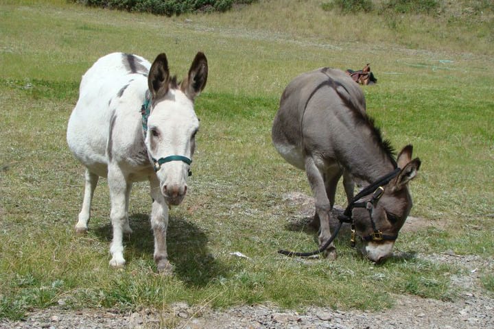 Hard Tack Mine Mules Lake City Colorado