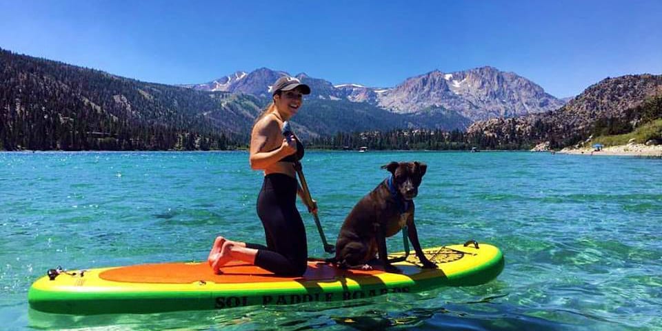 SOL Paddle Boards Dog