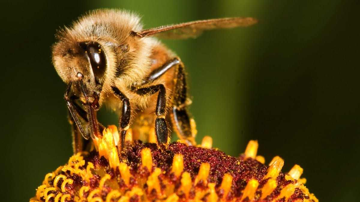 Rice's Honey Bee Flower