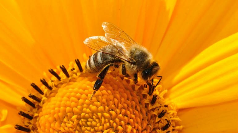 Rice's Honey Bee Flower