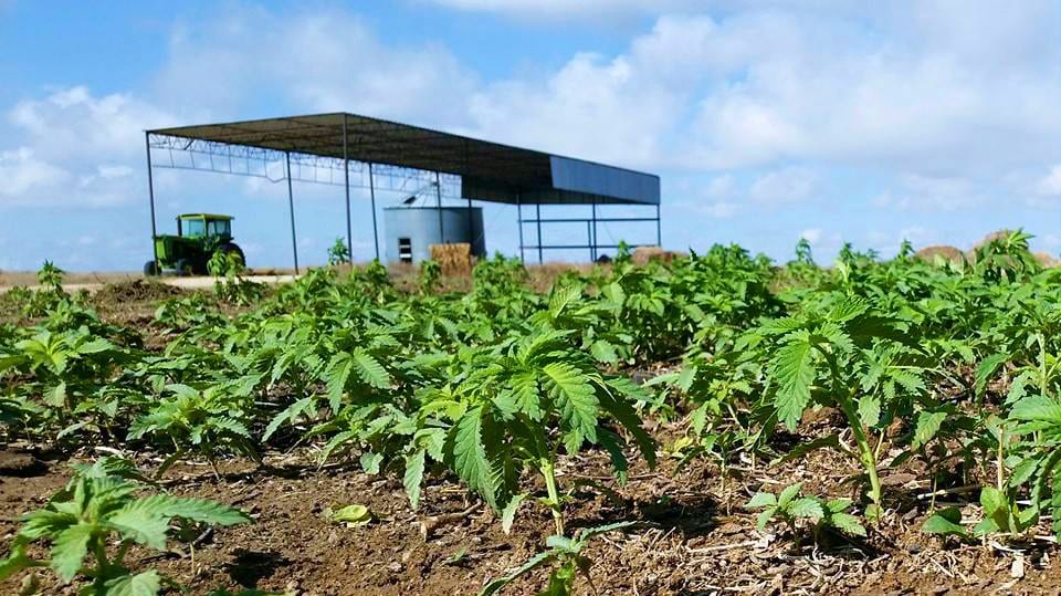 Rocky Mountain Hemp Young Marijuana Plants