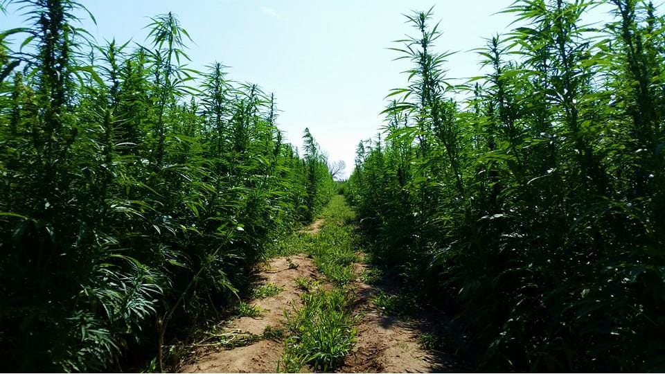 Rocky Mountain Hemp Farm Fields