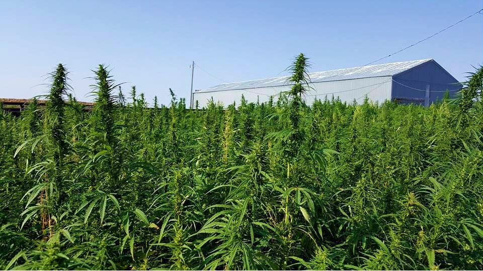 Rocky Mountain Hemp Canabis Farm