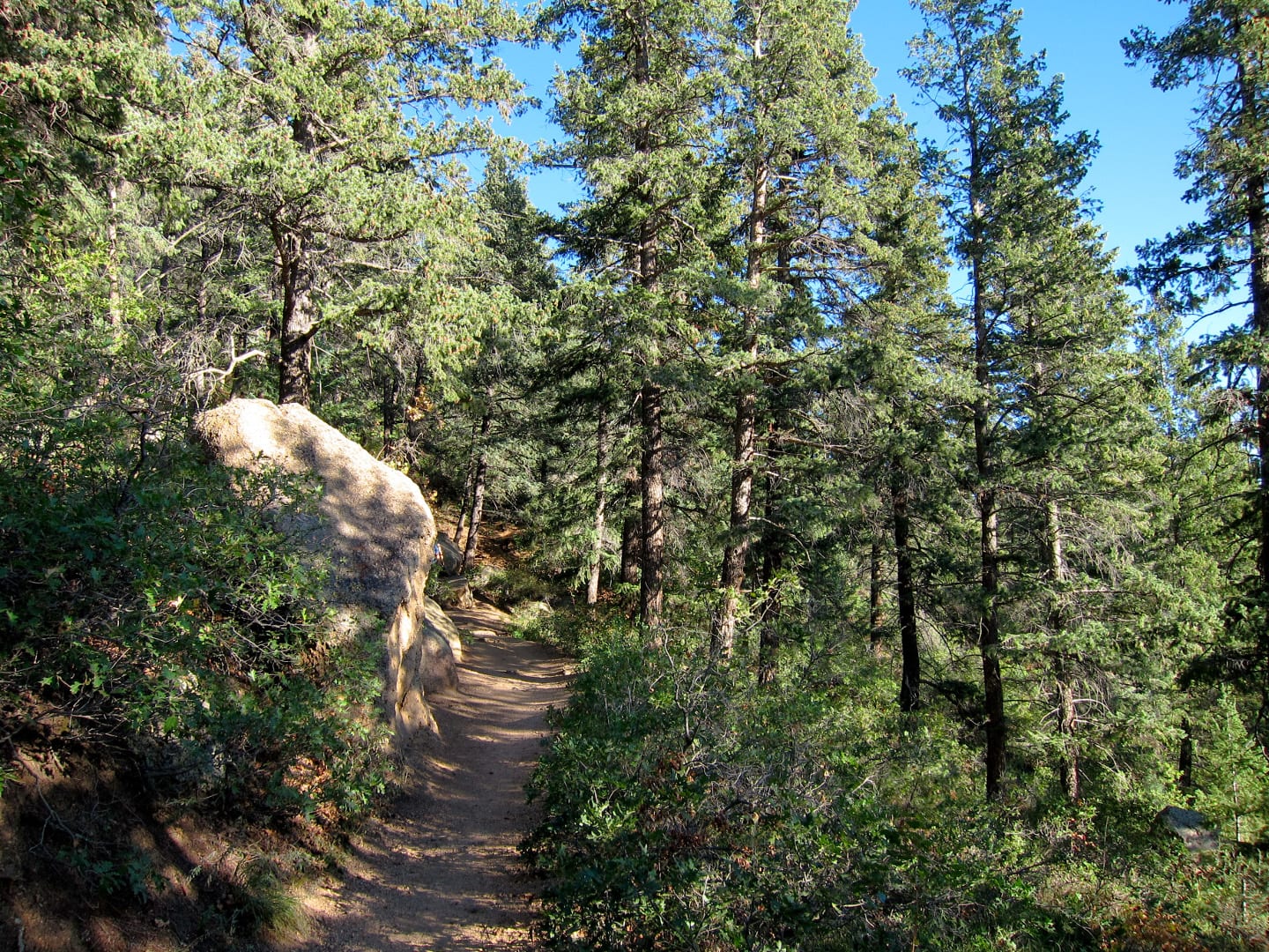 Barr Trail Forest Hike Colorado
