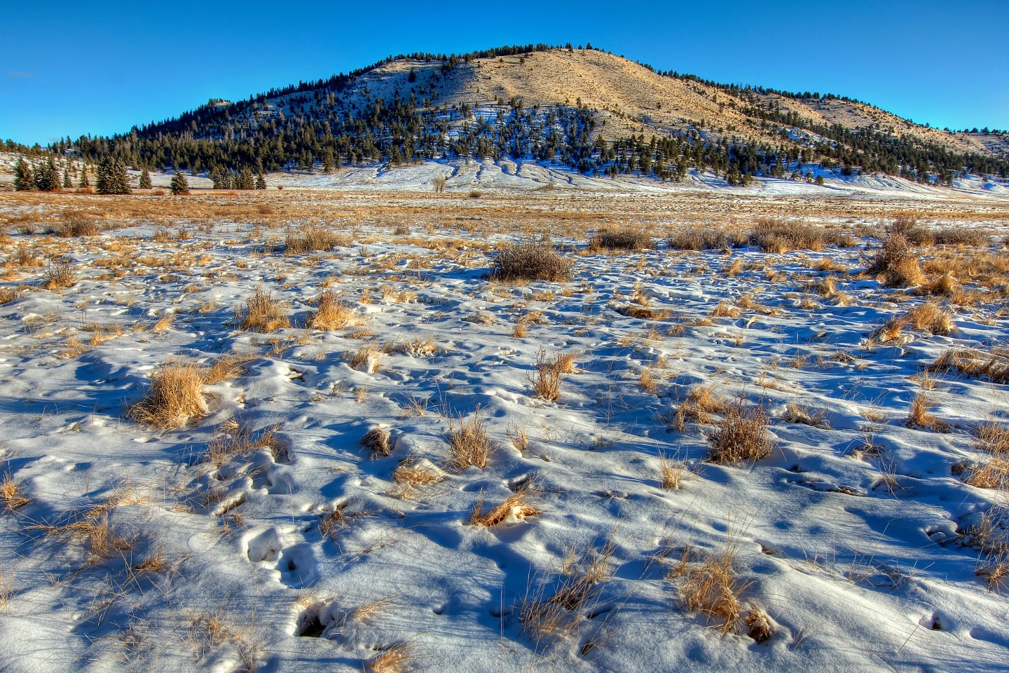Buffalo Peaks Wilderness Snow Tracks Colorado