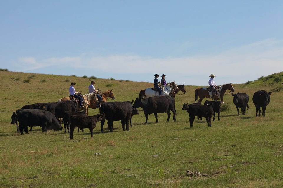 Colorado Cattle Co