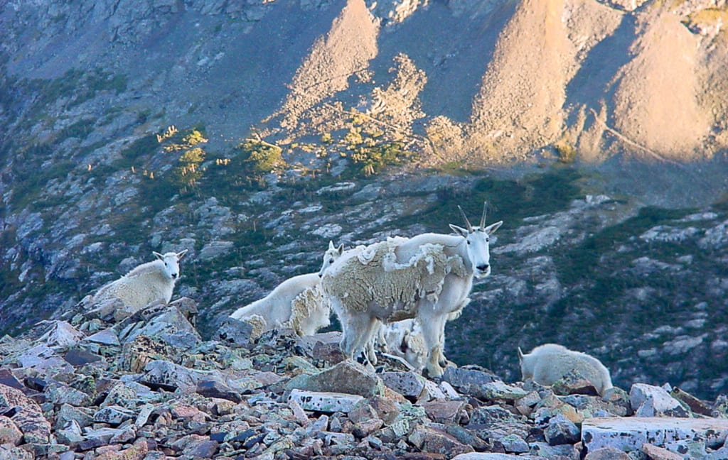 Colorado Mountain Goats