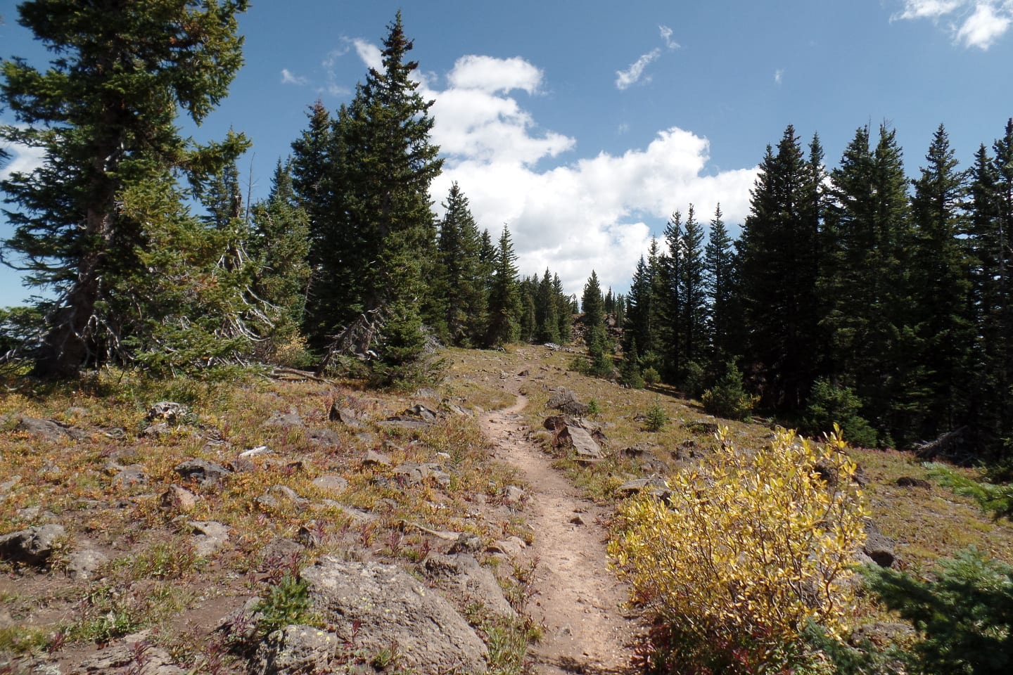 Crag Crest Trail Singletrack Path