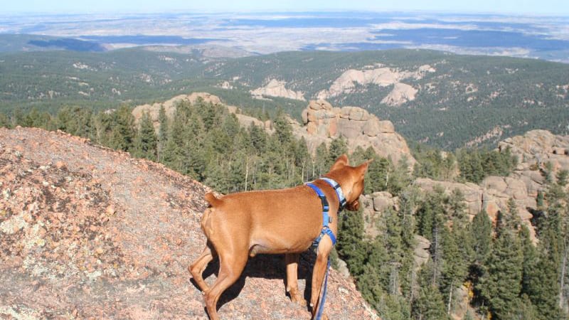 Devil's Head Trail Dog Overlook