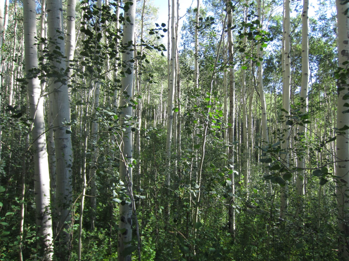 Eagles Nest Wilderness Aspen Grove