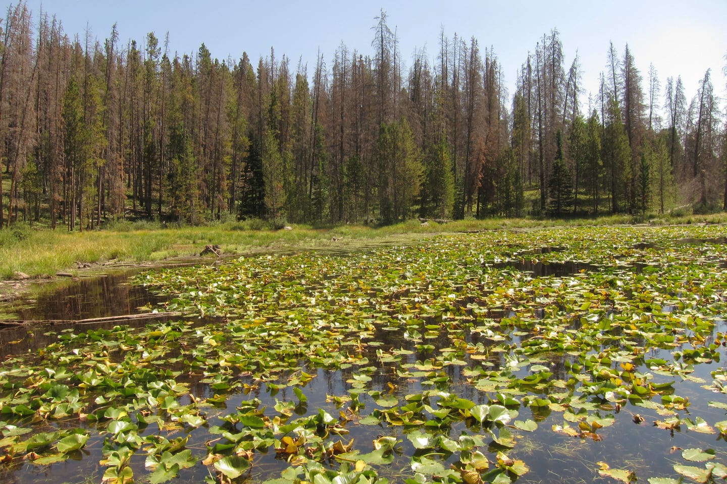 Eagles Nest Wilderness Lily Pad Lake