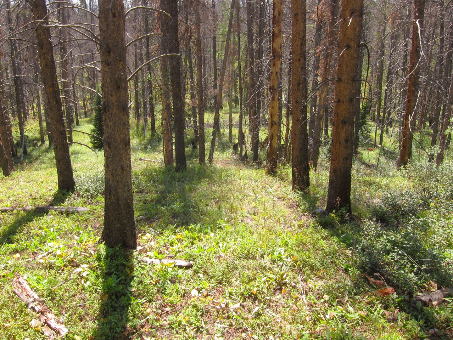 Eagles Nest Wilderness Lodgepole Pine Forest