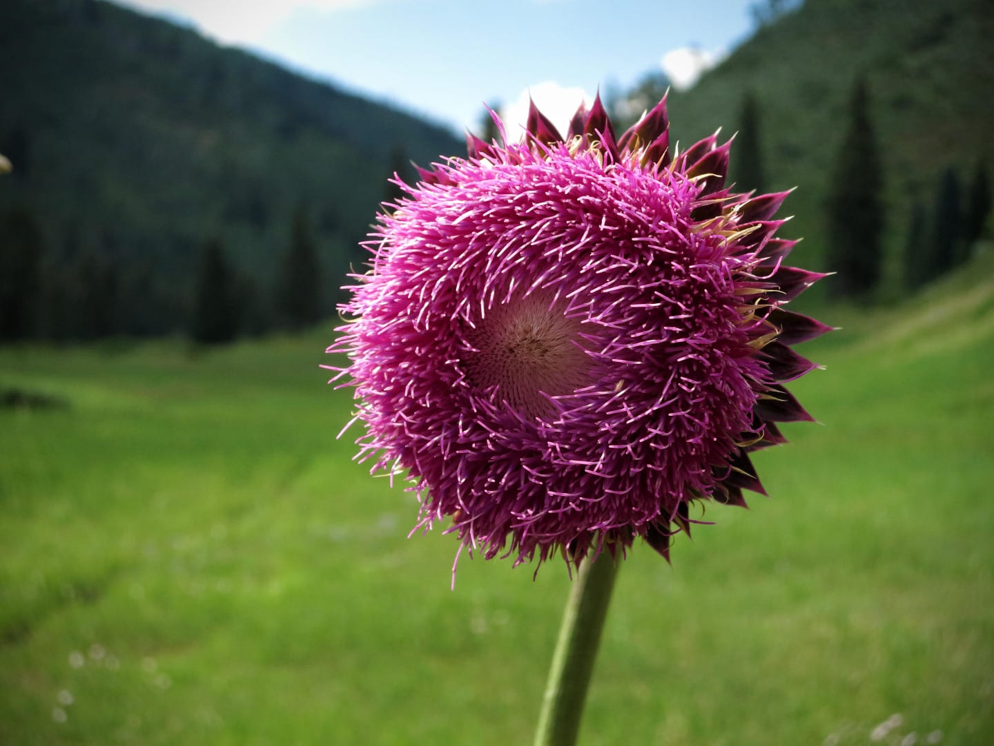Eagles Nest Wilderness Thistle Flower