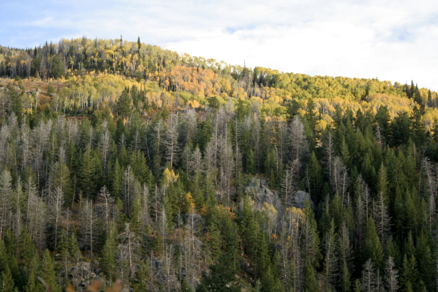 Fish Creek Falls Trail Autumn Aspens