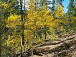 Fossil Ridge Wilderness Autumn Hiking Trail