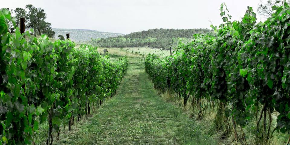 Fox Firm Farms Vineyard Ignacio Colorado