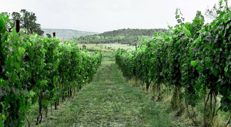 Fox Firm Farms Vineyard Ignacio Colorado