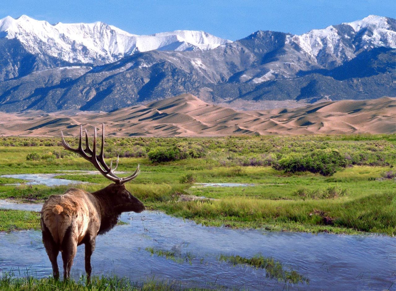 Great Sand Dunes Wilderness Elk