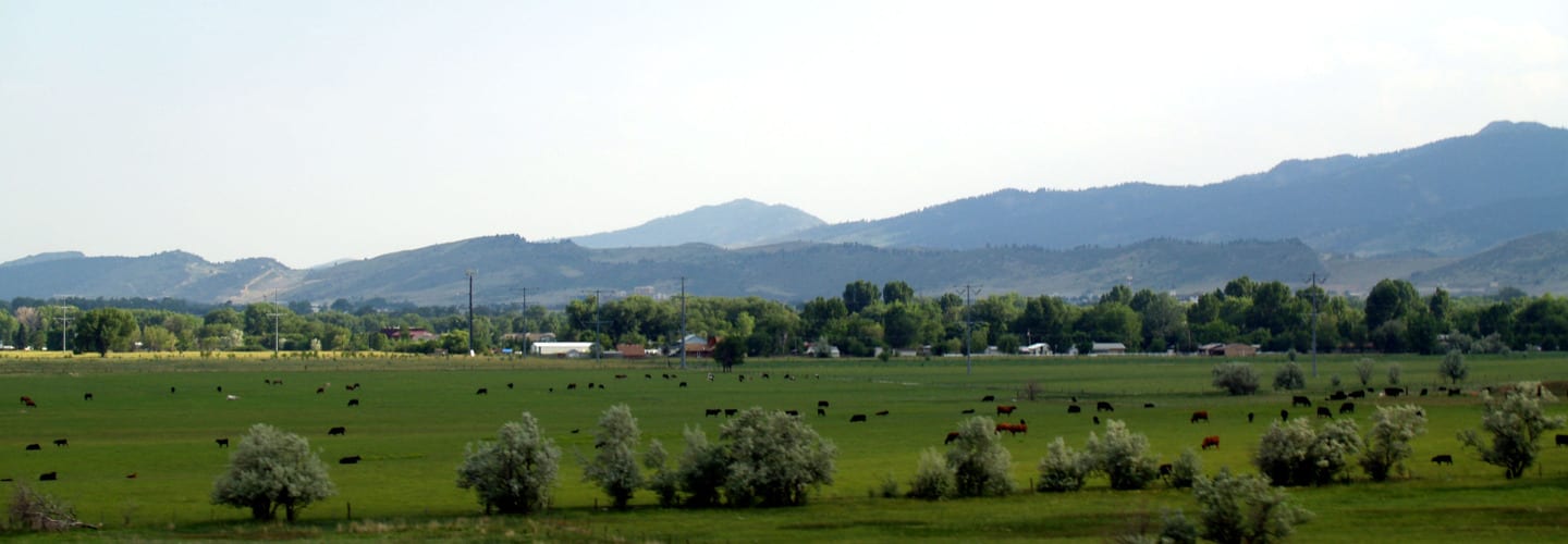 Laporte Colorado Farm Cows