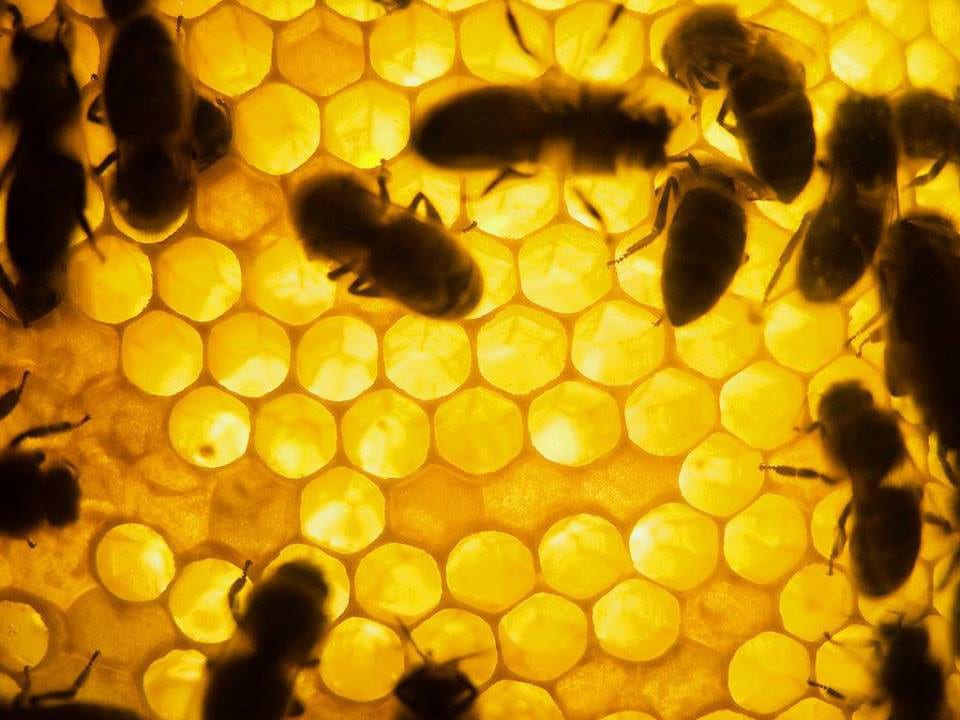 Meadery of the Rockies Honey Comb