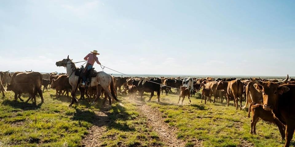 Zapata Ranch Cattle Ranching Mosca CO